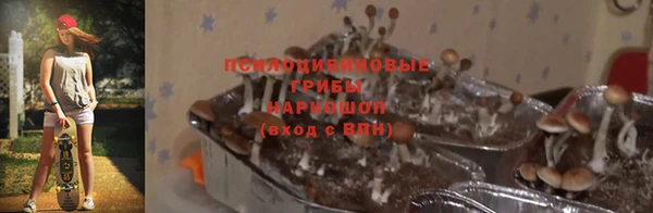 сатива Аркадак