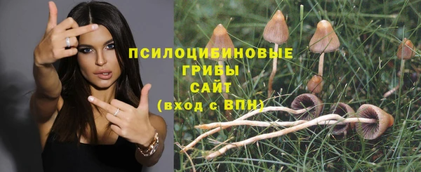 сатива Аркадак